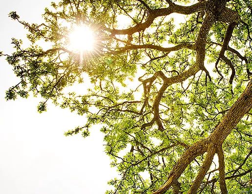 Copa de un árbol a contraluz